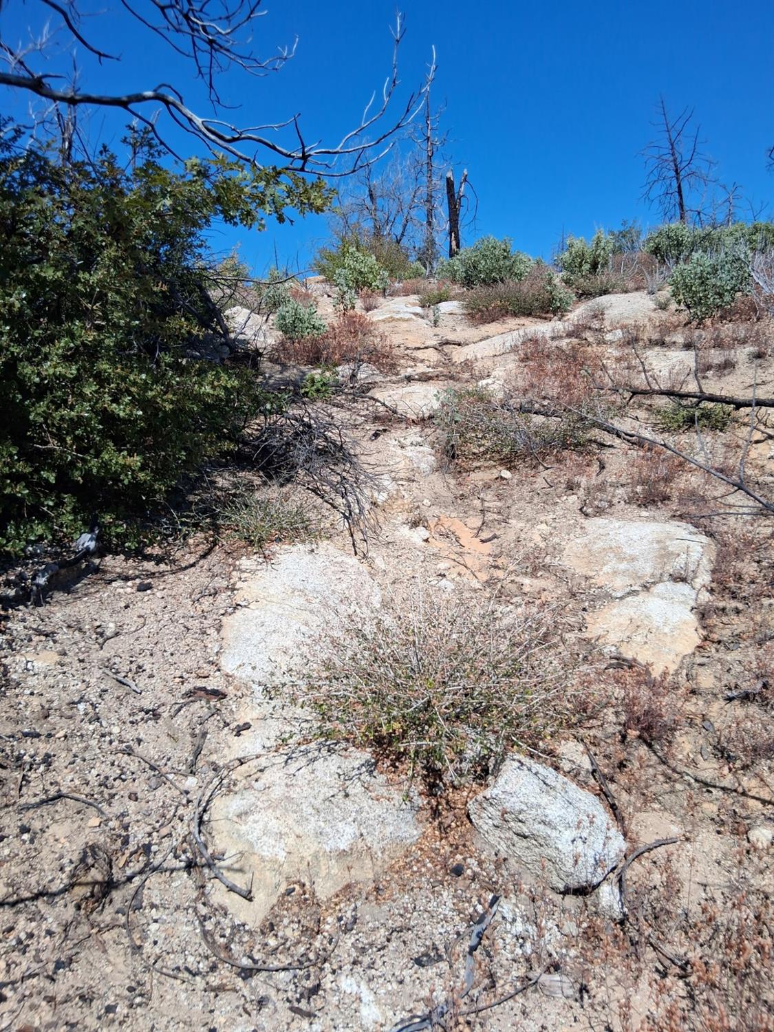 0 Bald Rock Road Berry Creek, CA 95916 - Photo 3 of 7 a view of a backyard of a house