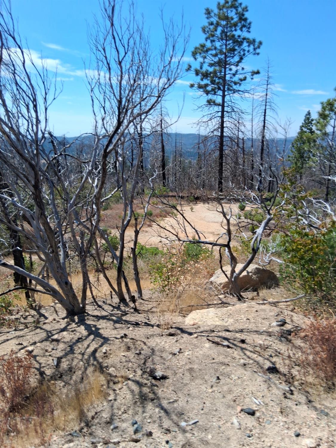 0 Bald Rock Road Berry Creek, CA 95916 - Photo 4 of 7 a view of a yard with a tree