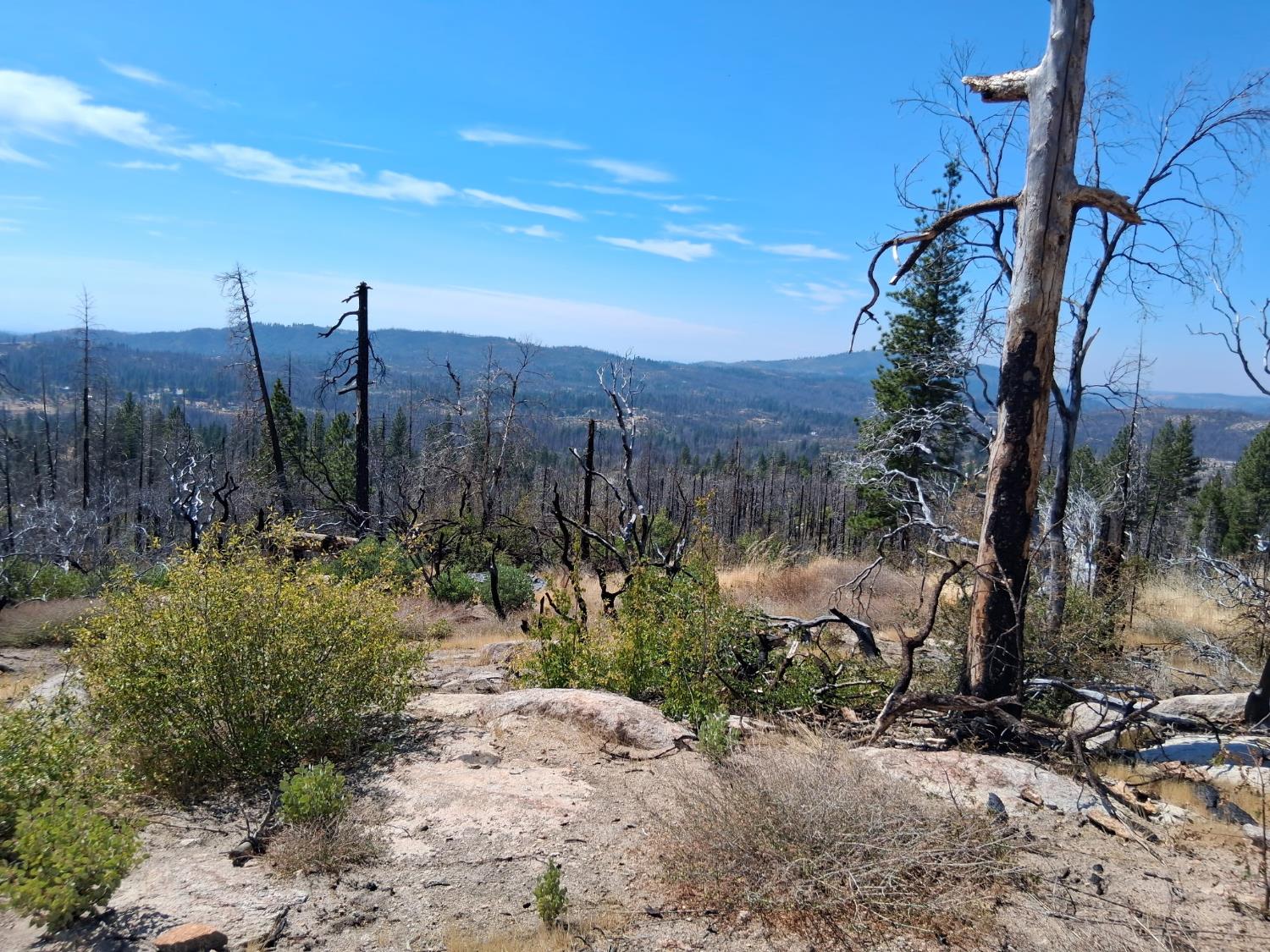 0 Bald Rock Road Berry Creek, CA 95916 - Photo 6 of 7 a view of a garden with trees