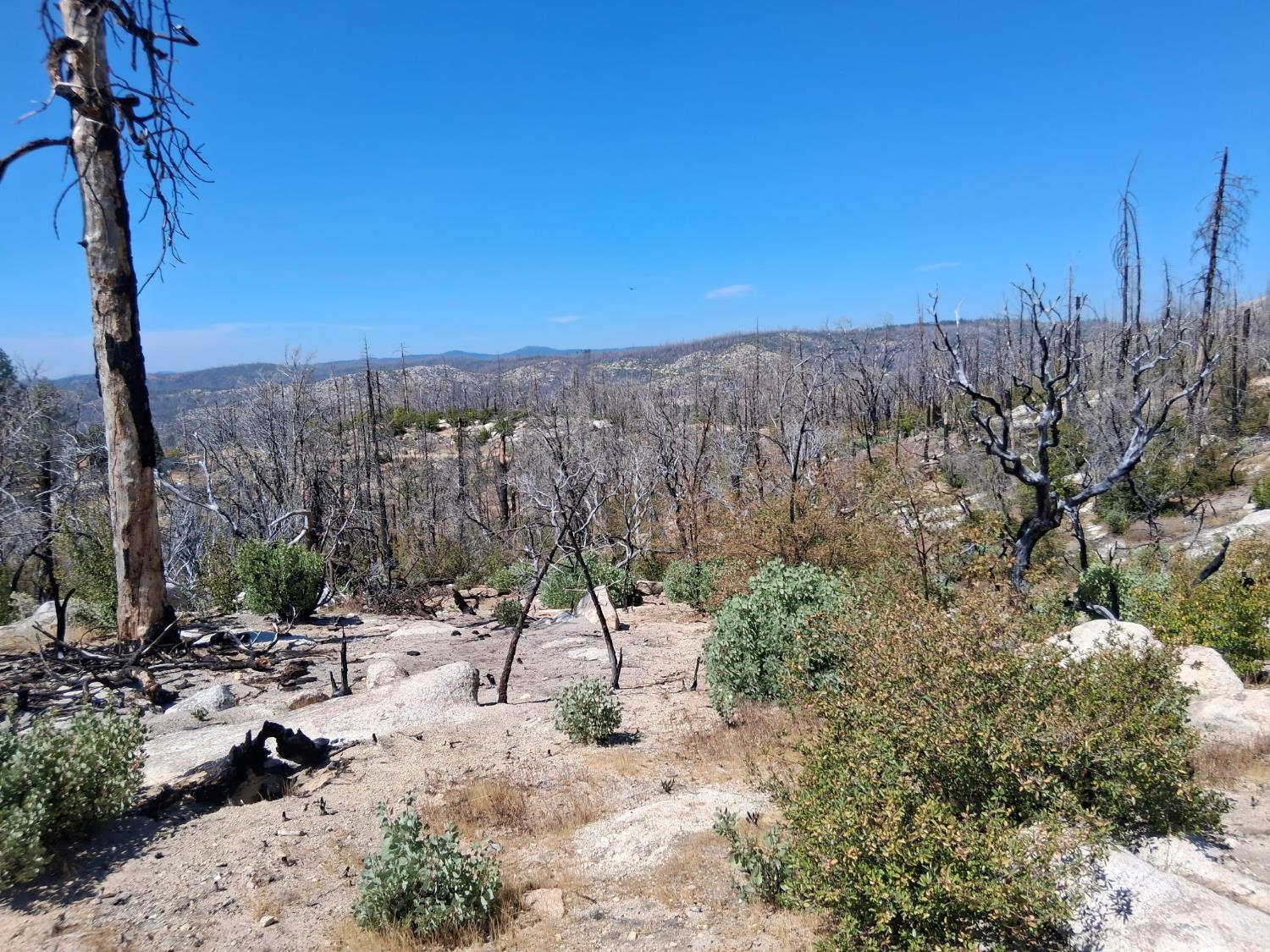 0 Bald Rock Road Berry Creek, CA 95916 - Photo 7 of 7 a view of a forest with a tree