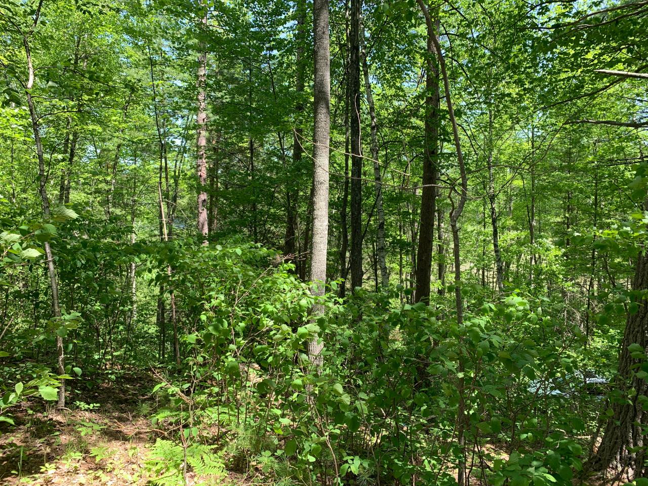 Lot 2 Mccarthy Lake Road Tomahawk, WI 54487 - Photo 3 of 12 Gallery Image 3
