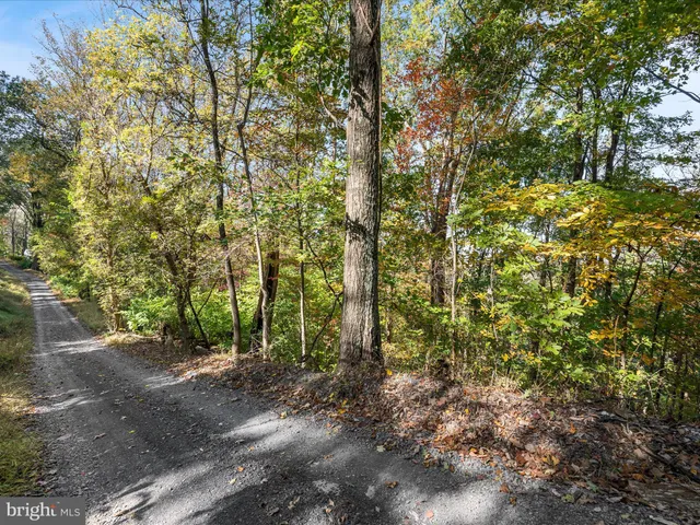 a view of a yard with plants and trees
