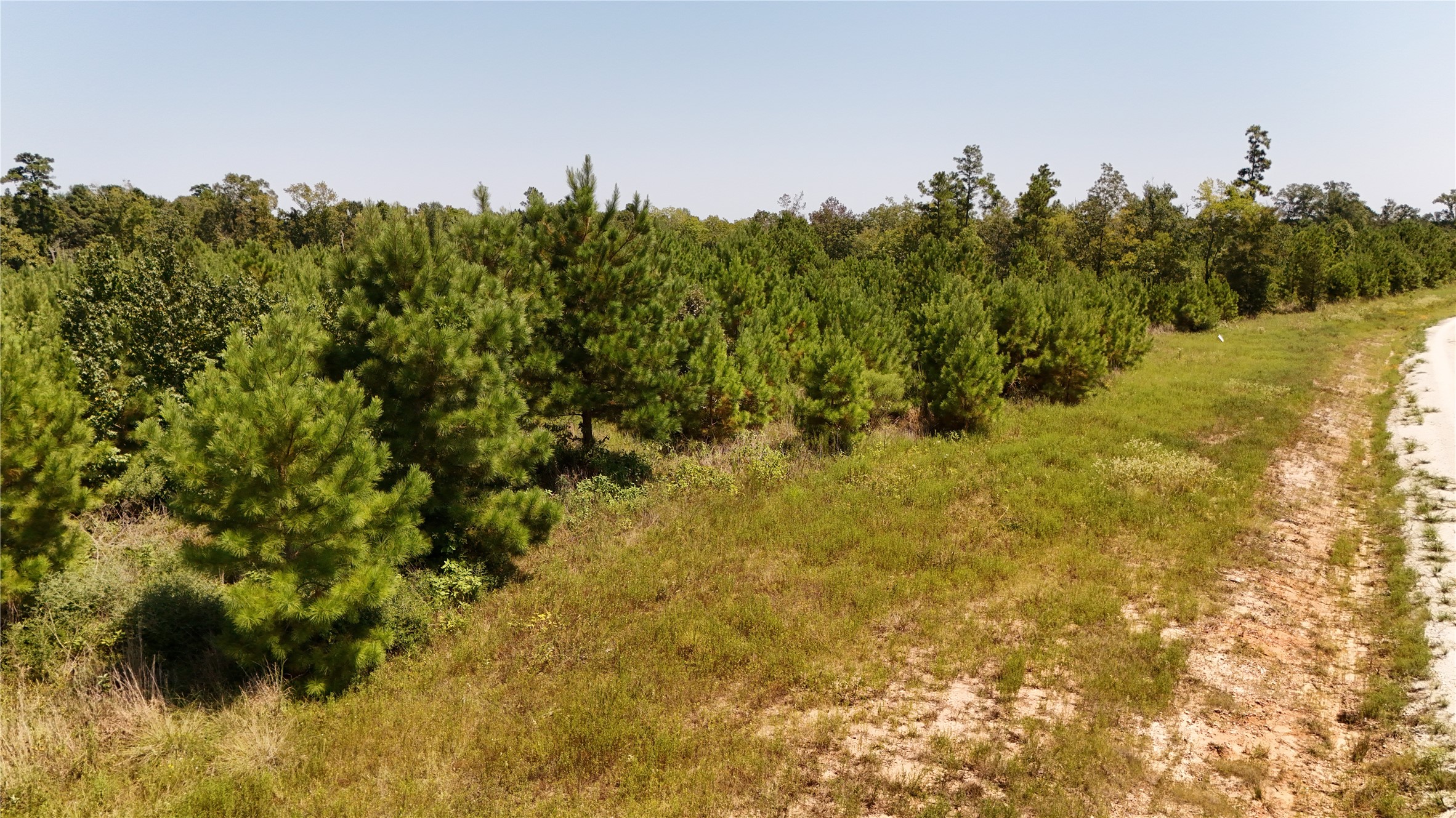 100 Robertson Road Lovelady, TX 75851 - Photo 7 of 9 a view of a yard with a tree