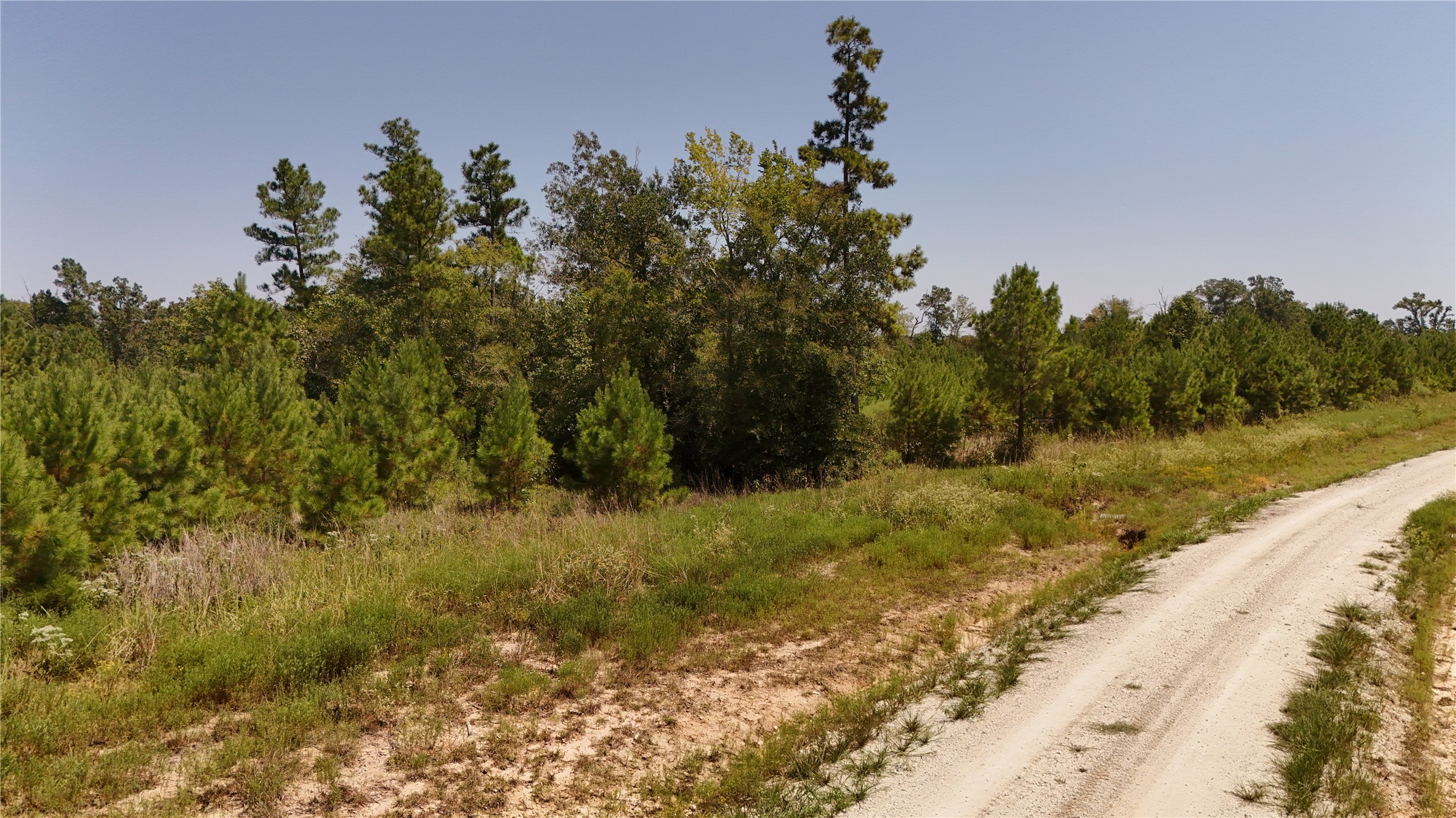100 Robertson Road Lovelady, TX 75851 - Photo 8 of 9 a view of a yard with trees in front of it