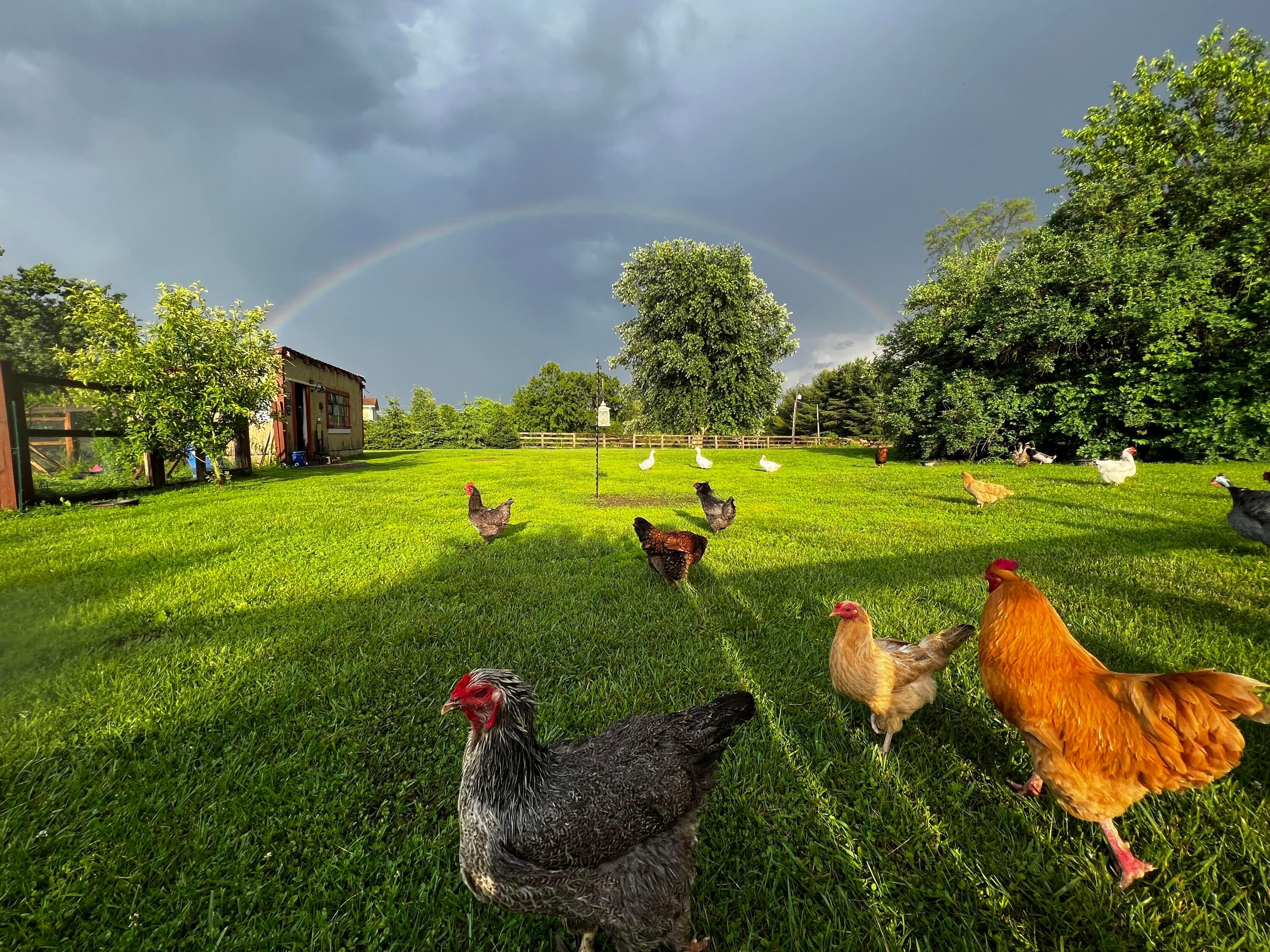 1540 Buttermilk Hill Road Delaware, OH 43015 - Photo 65 of 68 Coop Chicken Run