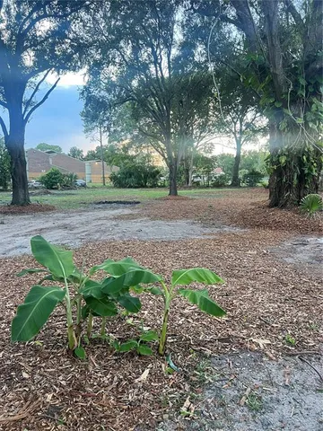 a view of a yard with plants and a large tree