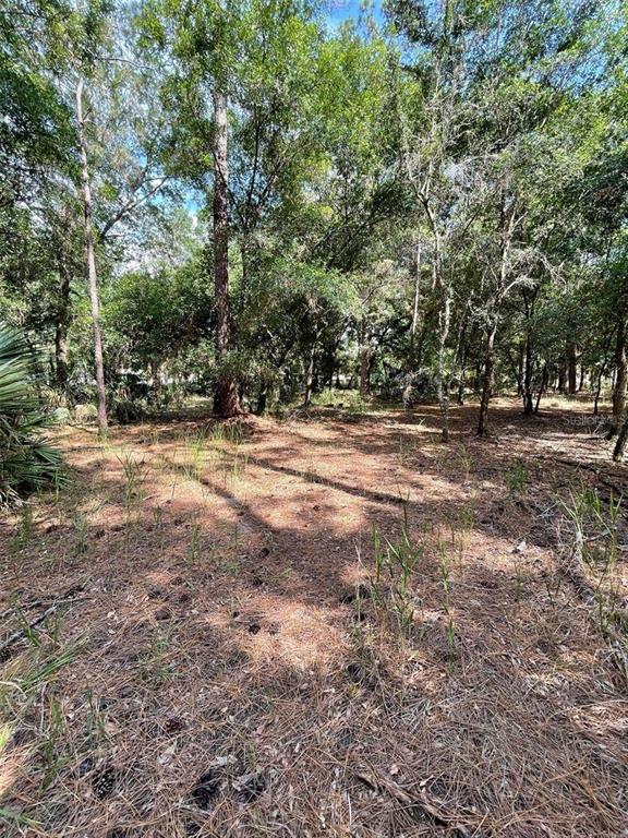 Thunderhead Street Wesley Chapel, FL 33544 - Photo 3 of 3