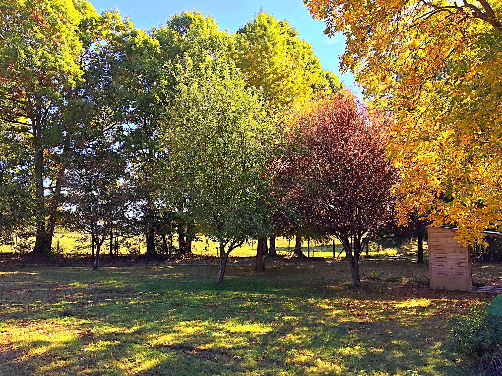 2731 New Hall Road Greenbrier, TN 37073 - Photo 5 of 30 a view of a yard with a tree