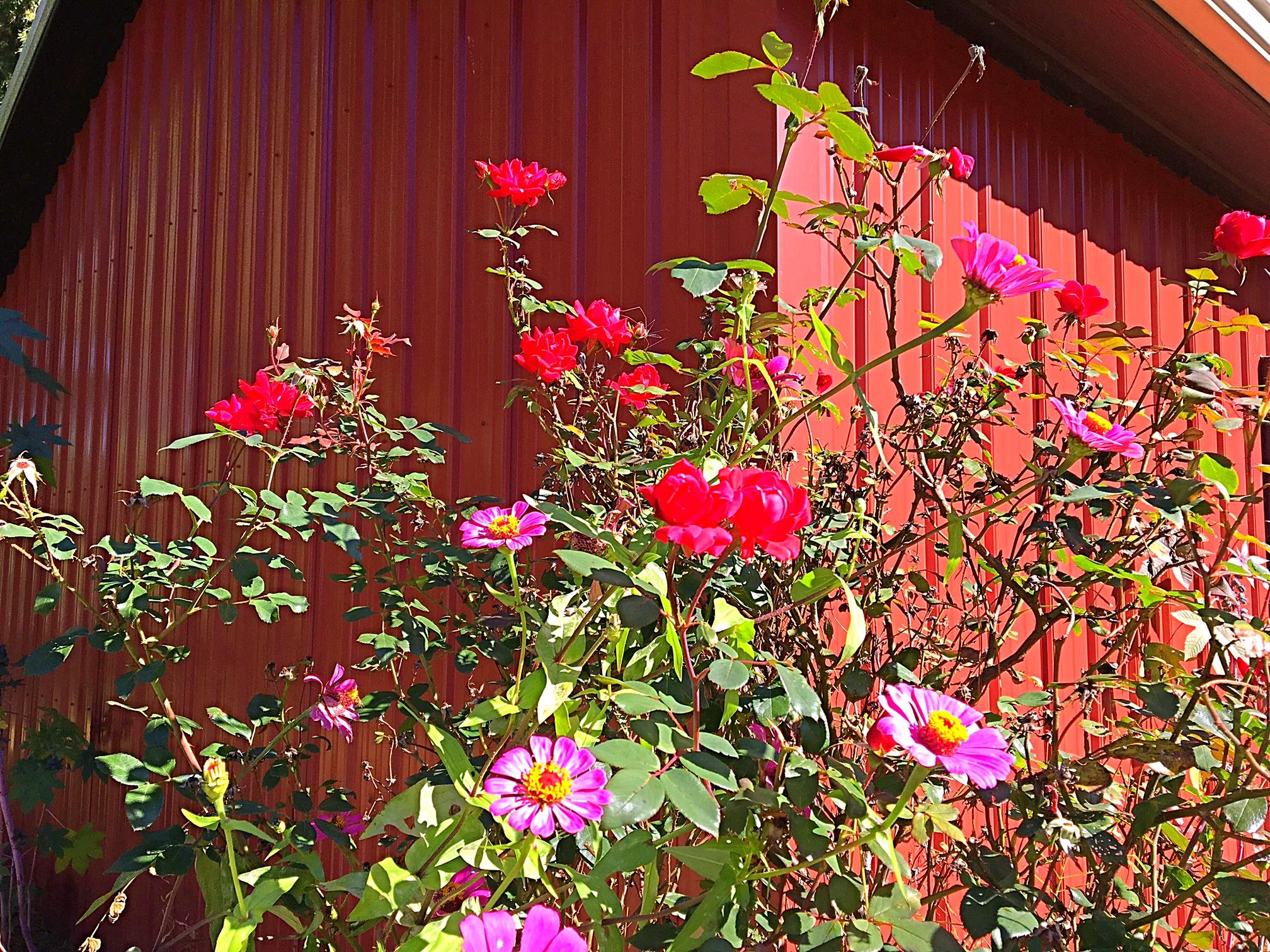 2731 New Hall Road Greenbrier, TN 37073 - Photo 8 of 30 a flower lots of flowers