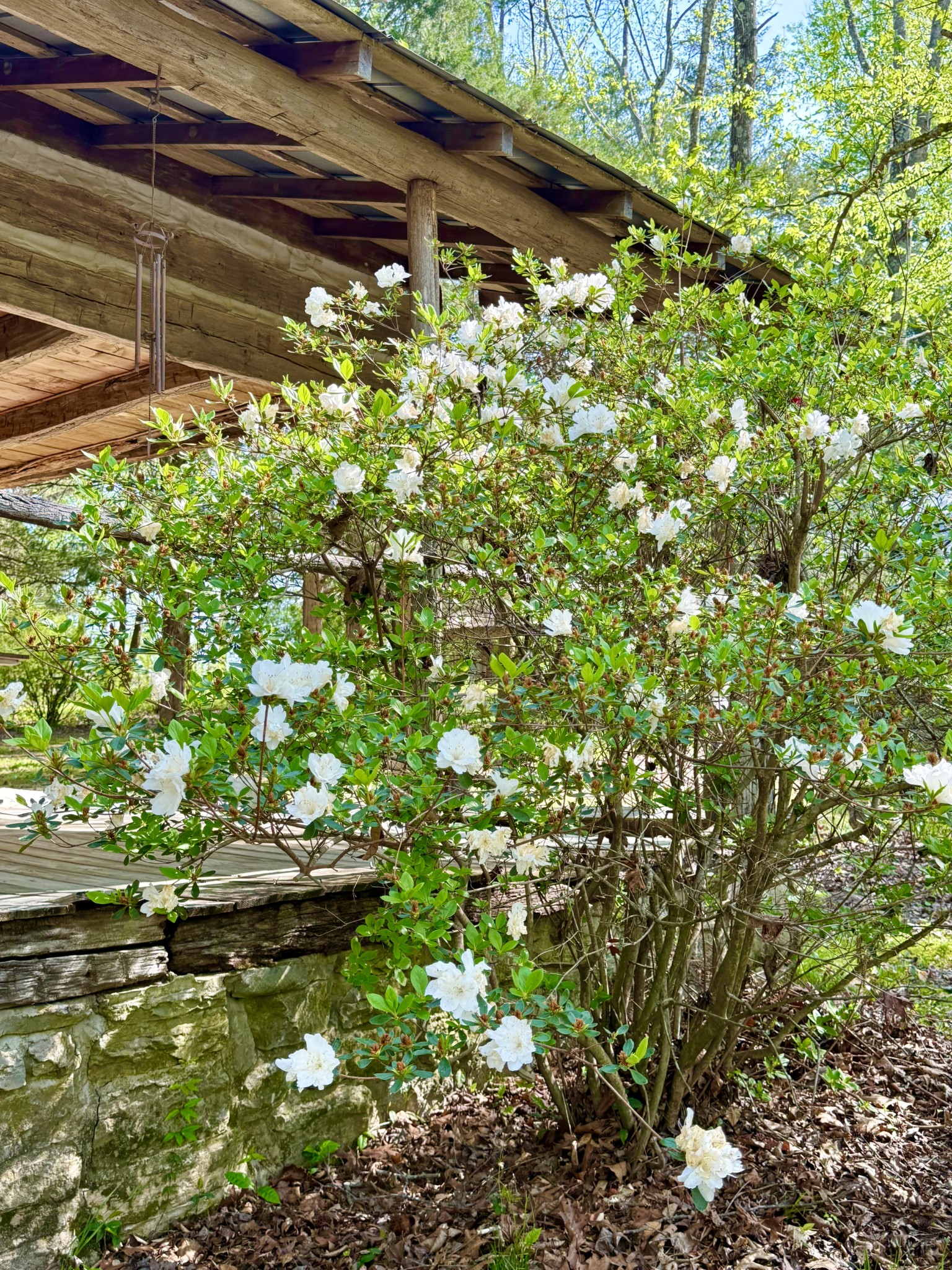 562 Junus Jackson Hollow Road Minor Hill, TN 38473 - Photo 13 of 72 a backyard of a house