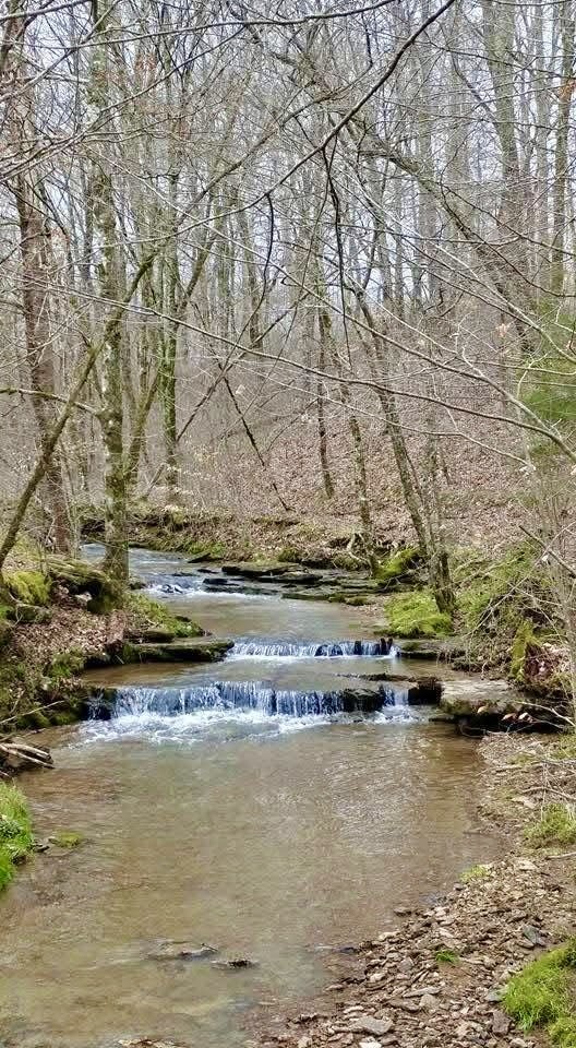 562 Junus Jackson Hollow Road Minor Hill, TN 38473 - Photo 14 of 72