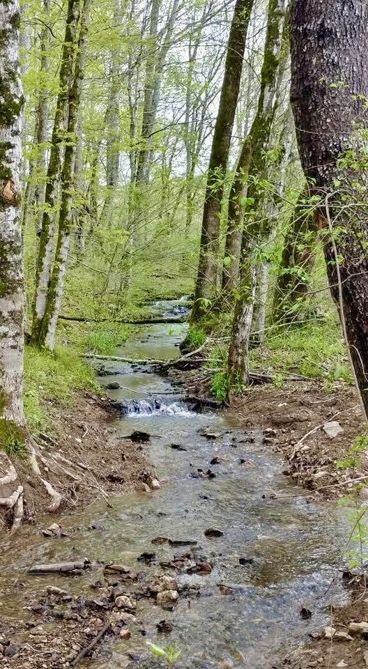 562 Junus Jackson Hollow Road Minor Hill, TN 38473 - Photo 15 of 72 a view of a yard
