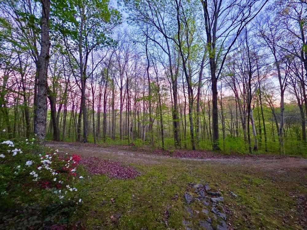 562 Junus Jackson Hollow Road Minor Hill, TN 38473 - Photo 16 of 72