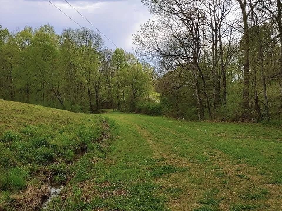 562 Junus Jackson Hollow Road Minor Hill, TN 38473 - Photo 17 of 72 a view of a yard with a tree