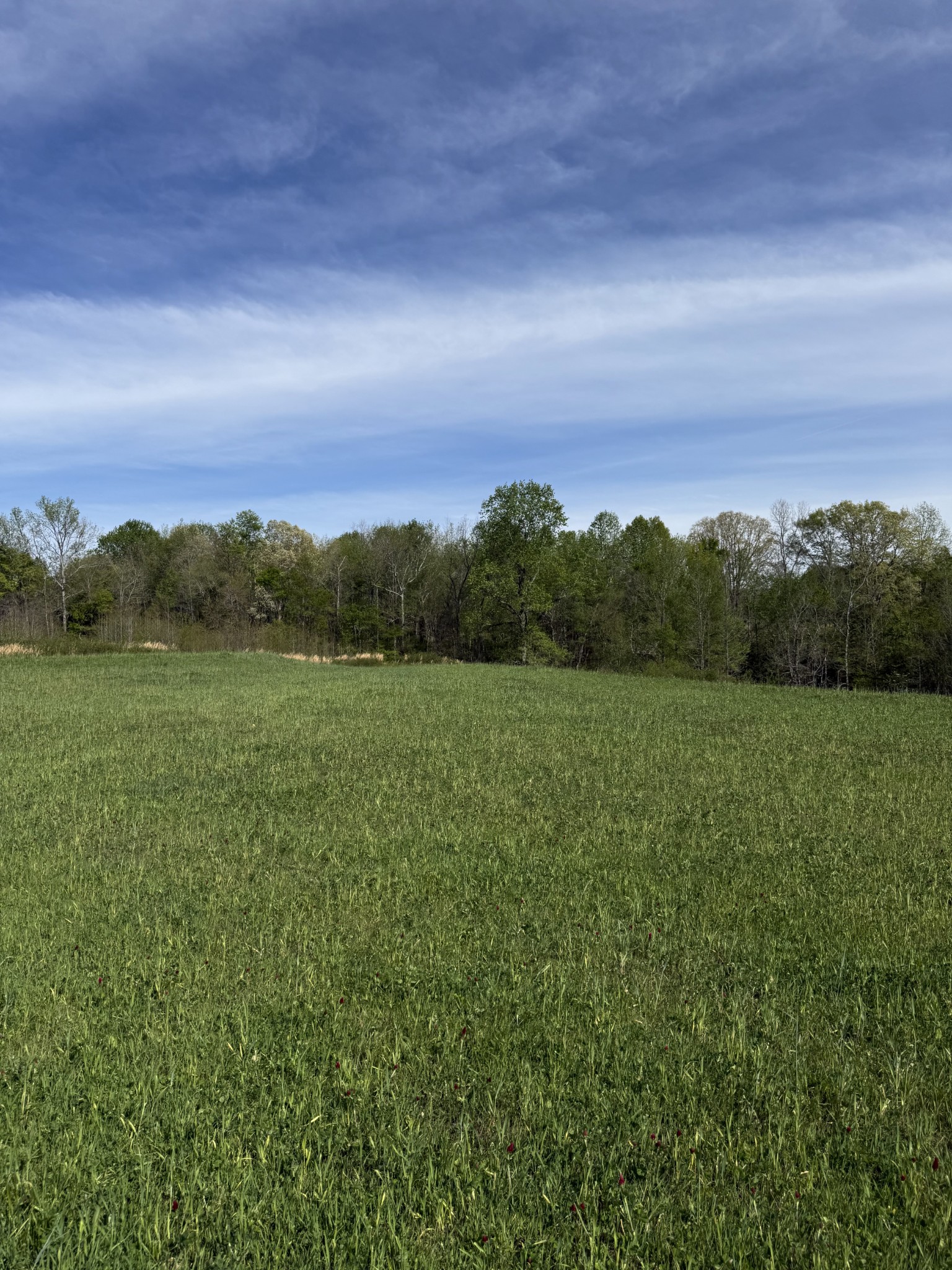562 Junus Jackson Hollow Road Minor Hill, TN 38473 - Photo 20 of 72 a view of a big yard with a large mountain in the background