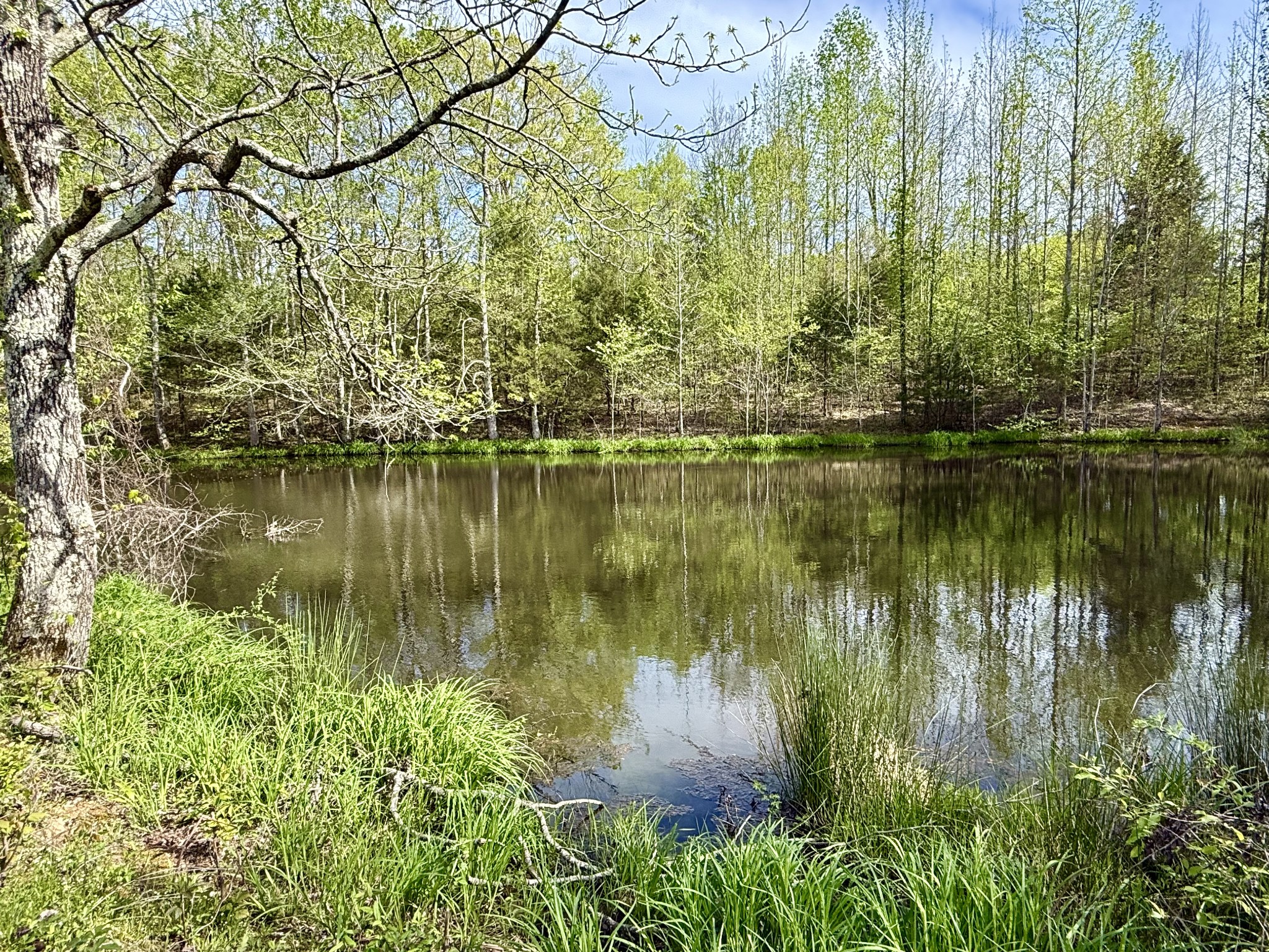 562 Junus Jackson Hollow Road Minor Hill, TN 38473 - Photo 23 of 72