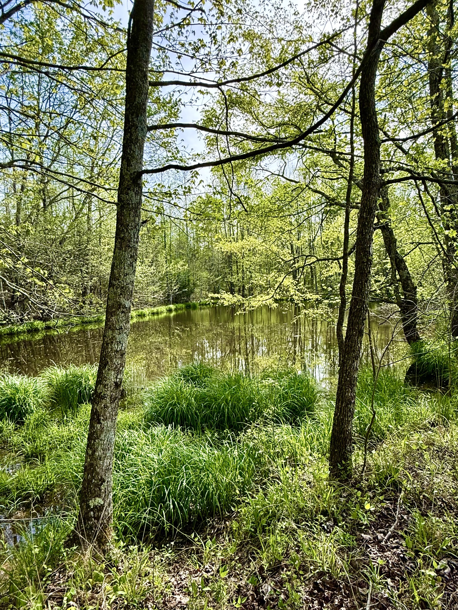 562 Junus Jackson Hollow Road Minor Hill, TN 38473 - Photo 27 of 72 a backyard of a building with lots of green space and plants