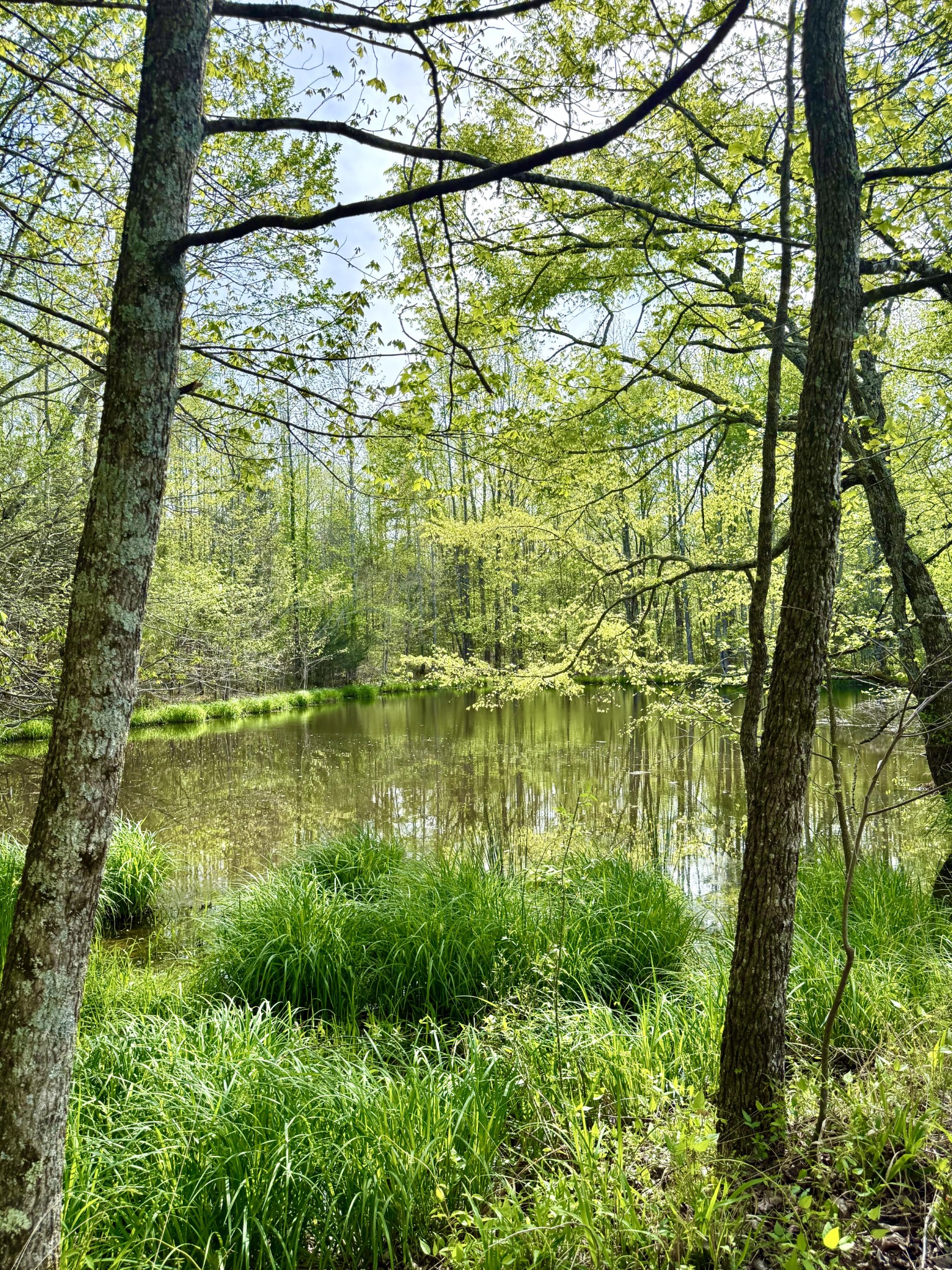 562 Junus Jackson Hollow Road Minor Hill, TN 38473 - Photo 28 of 72 a view of lake