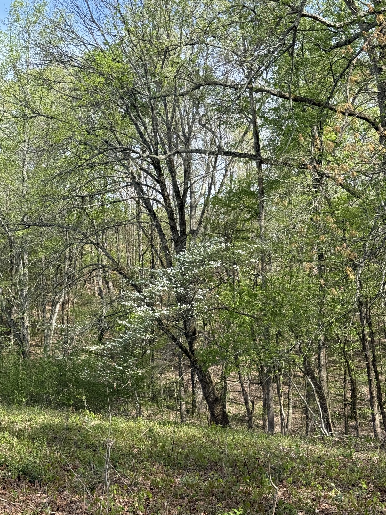 562 Junus Jackson Hollow Road Minor Hill, TN 38473 - Photo 29 of 72 a backyard of a house with lots of plants and large tree