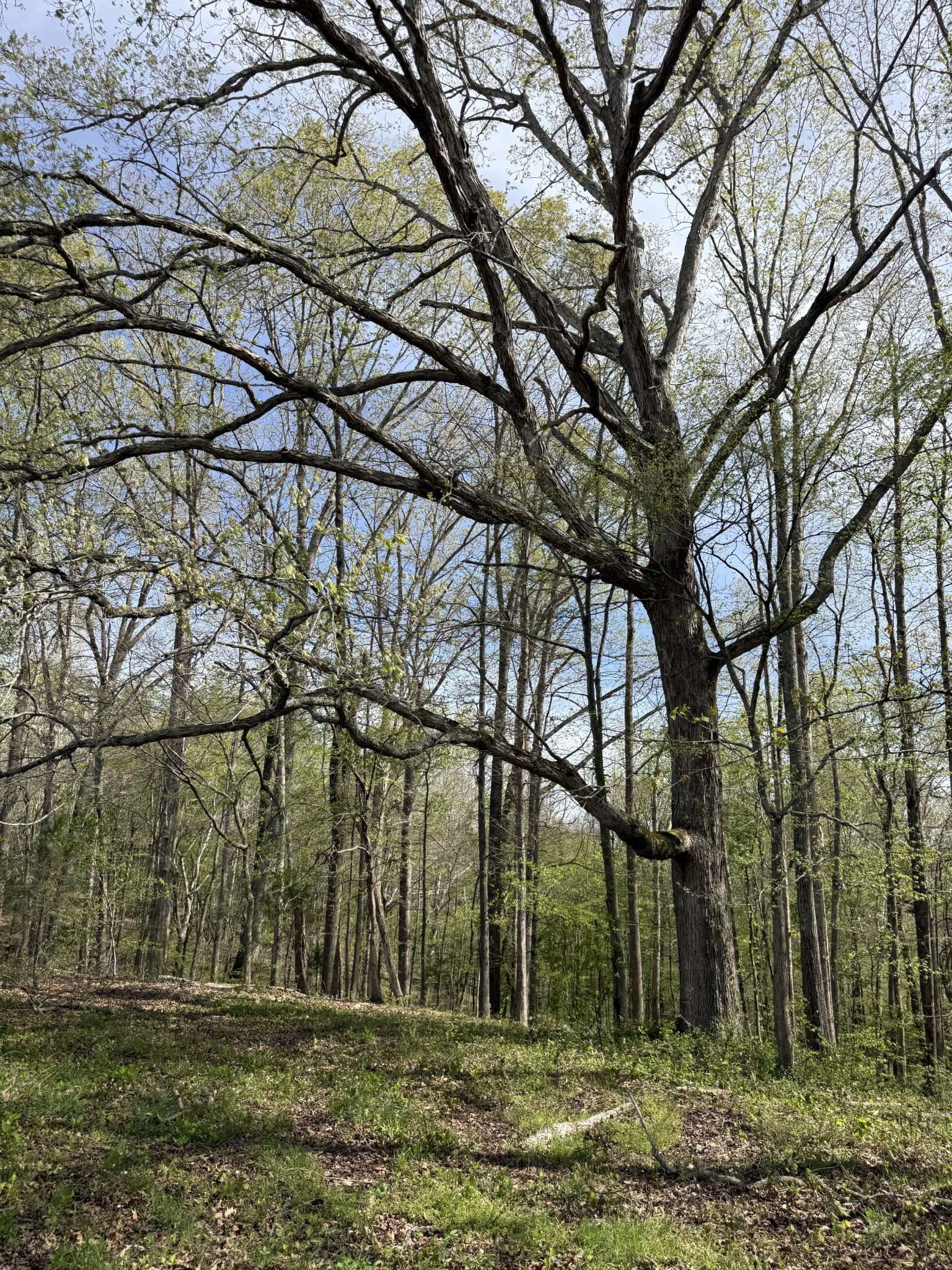 562 Junus Jackson Hollow Road Minor Hill, TN 38473 - Photo 30 of 72 a view of outdoor space with lots of trees