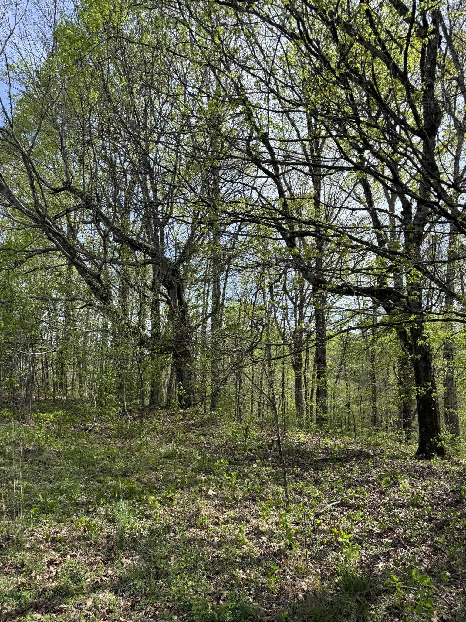 562 Junus Jackson Hollow Road Minor Hill, TN 38473 - Photo 33 of 72 a big yard with large trees