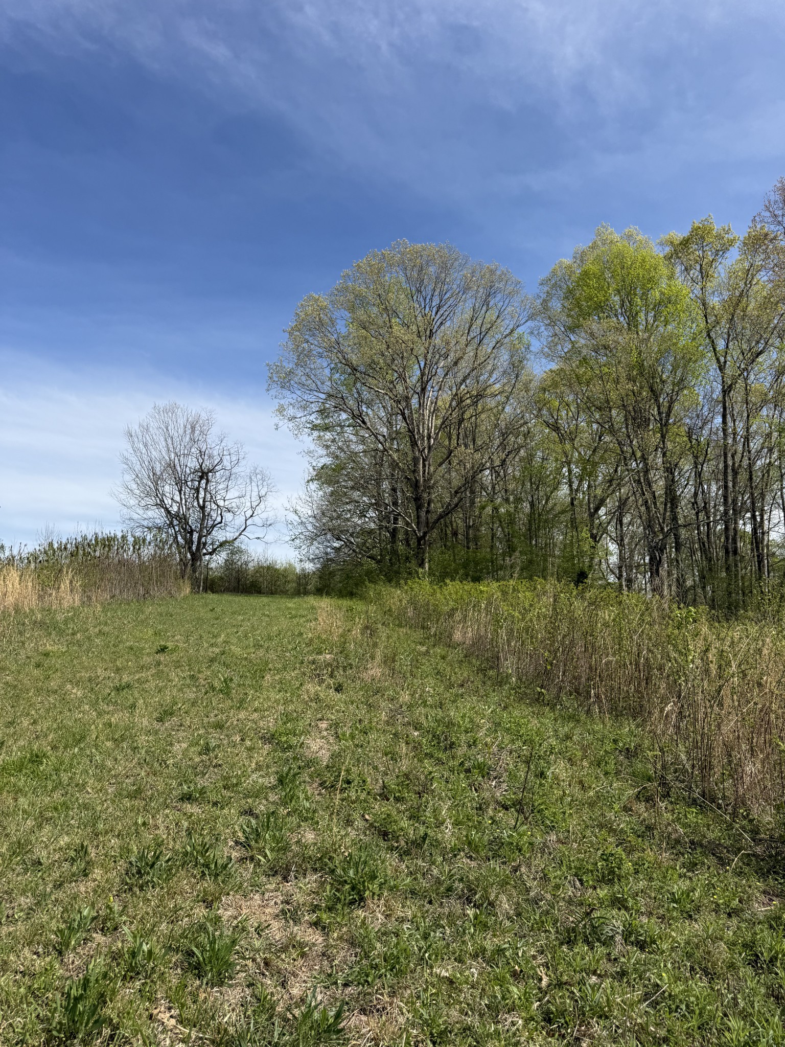 562 Junus Jackson Hollow Road Minor Hill, TN 38473 - Photo 35 of 72 a view of a yard