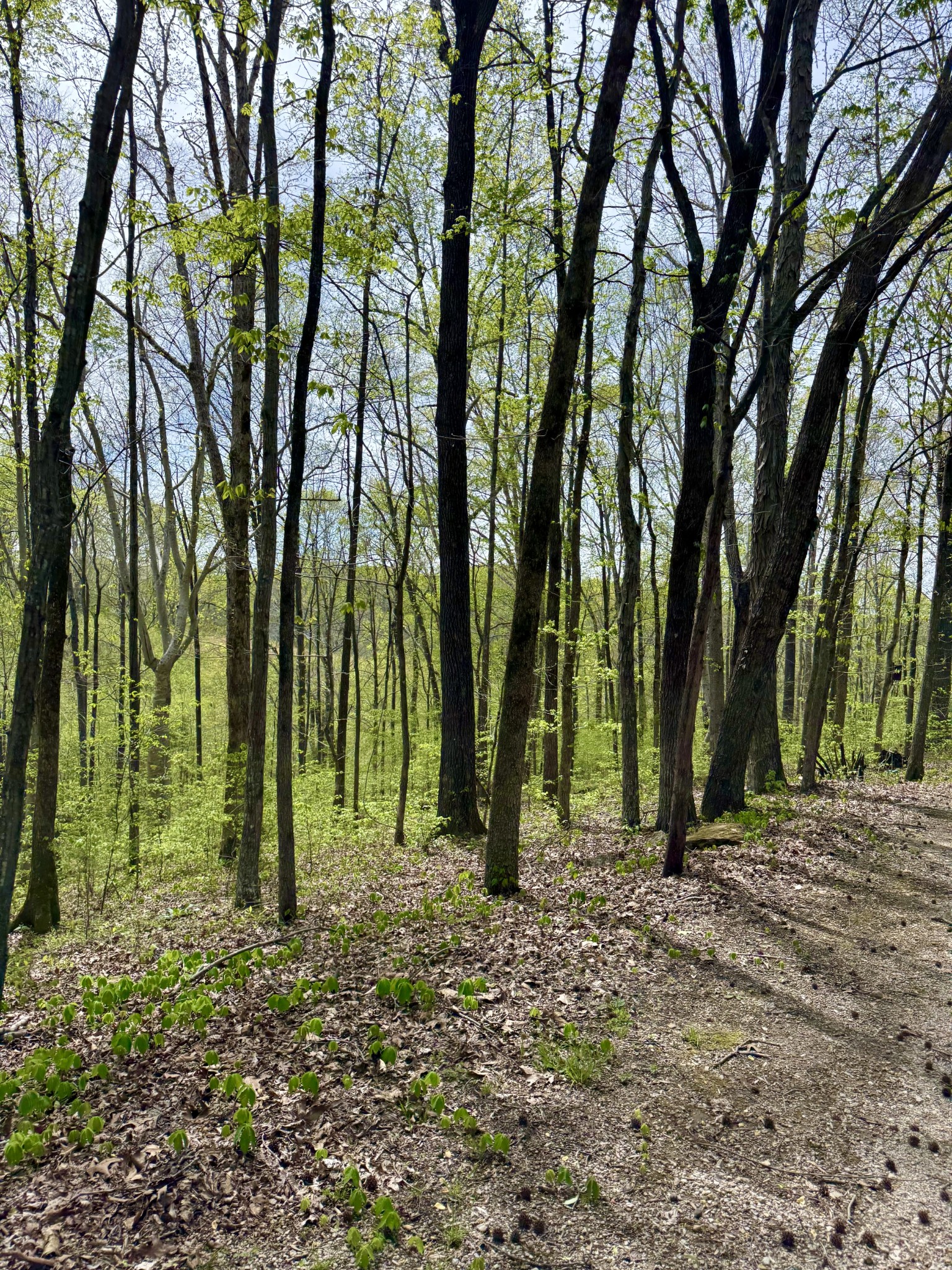 562 Junus Jackson Hollow Road Minor Hill, TN 38473 - Photo 37 of 72