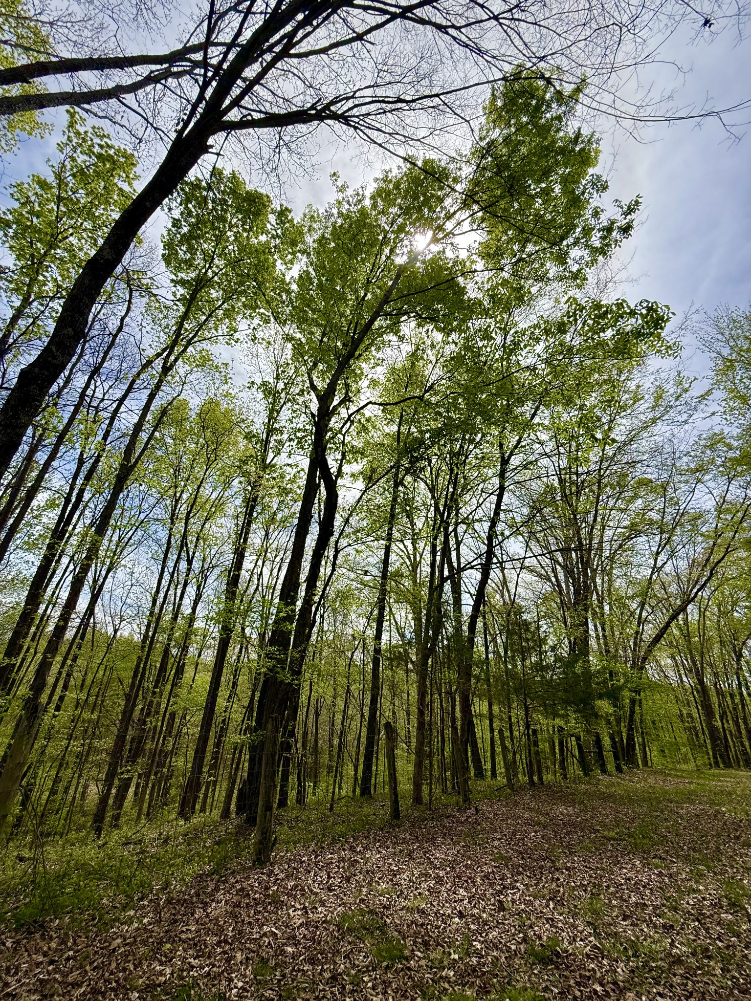 562 Junus Jackson Hollow Road Minor Hill, TN 38473 - Photo 38 of 72 a view of outdoor space