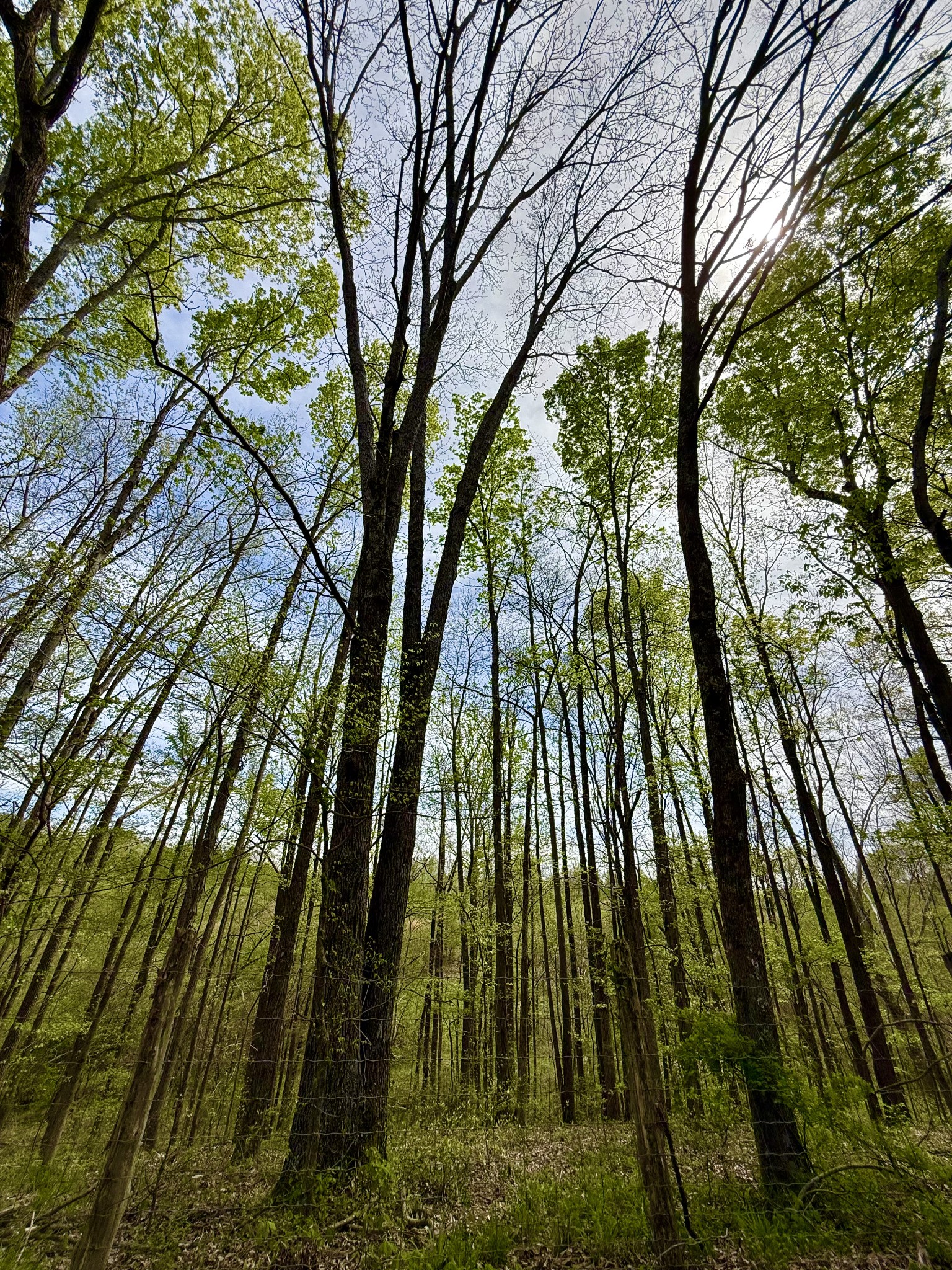 562 Junus Jackson Hollow Road Minor Hill, TN 38473 - Photo 39 of 72 a backyard of a house with lots of trees