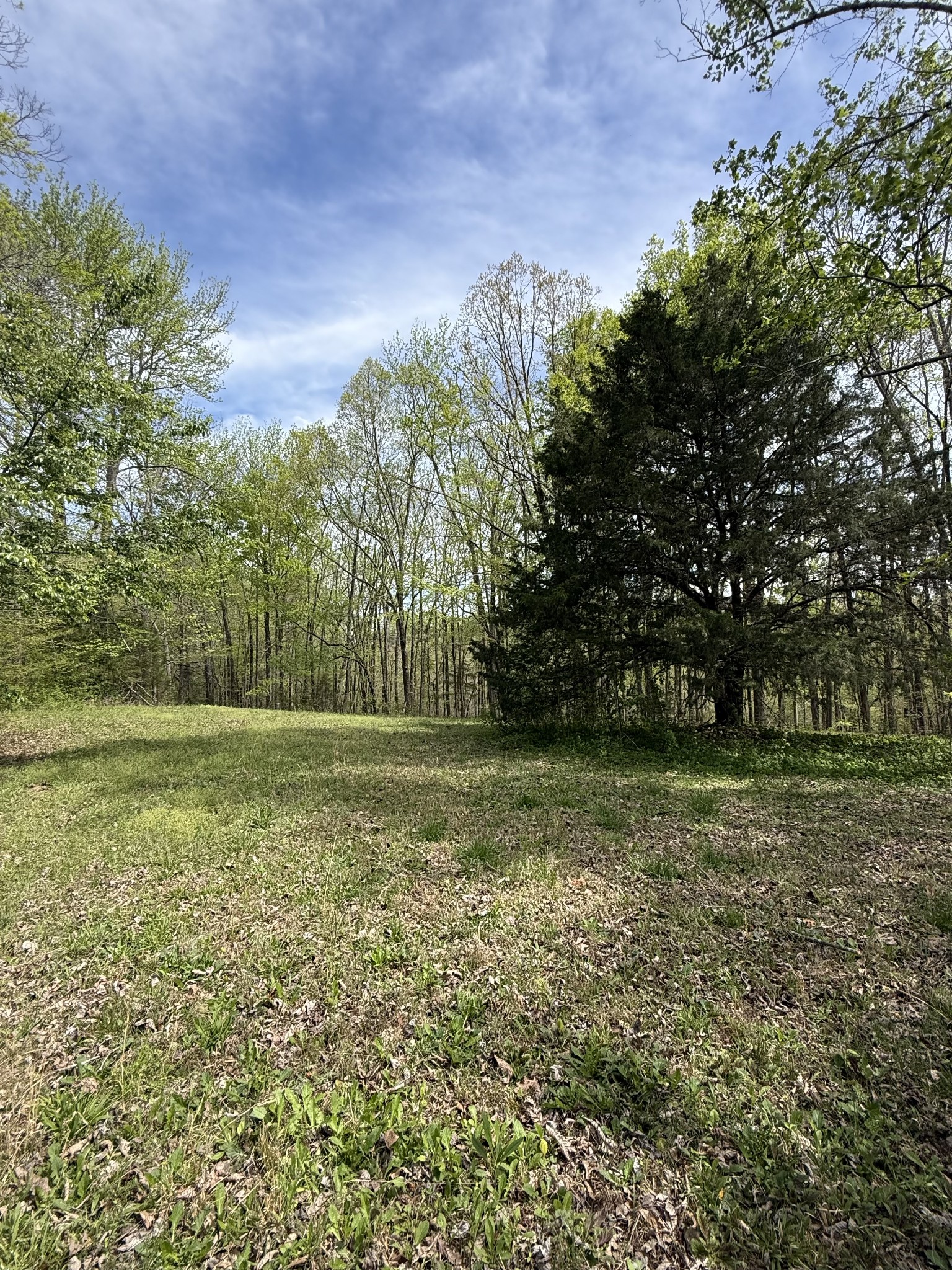 562 Junus Jackson Hollow Road Minor Hill, TN 38473 - Photo 40 of 72 a view of a field with trees