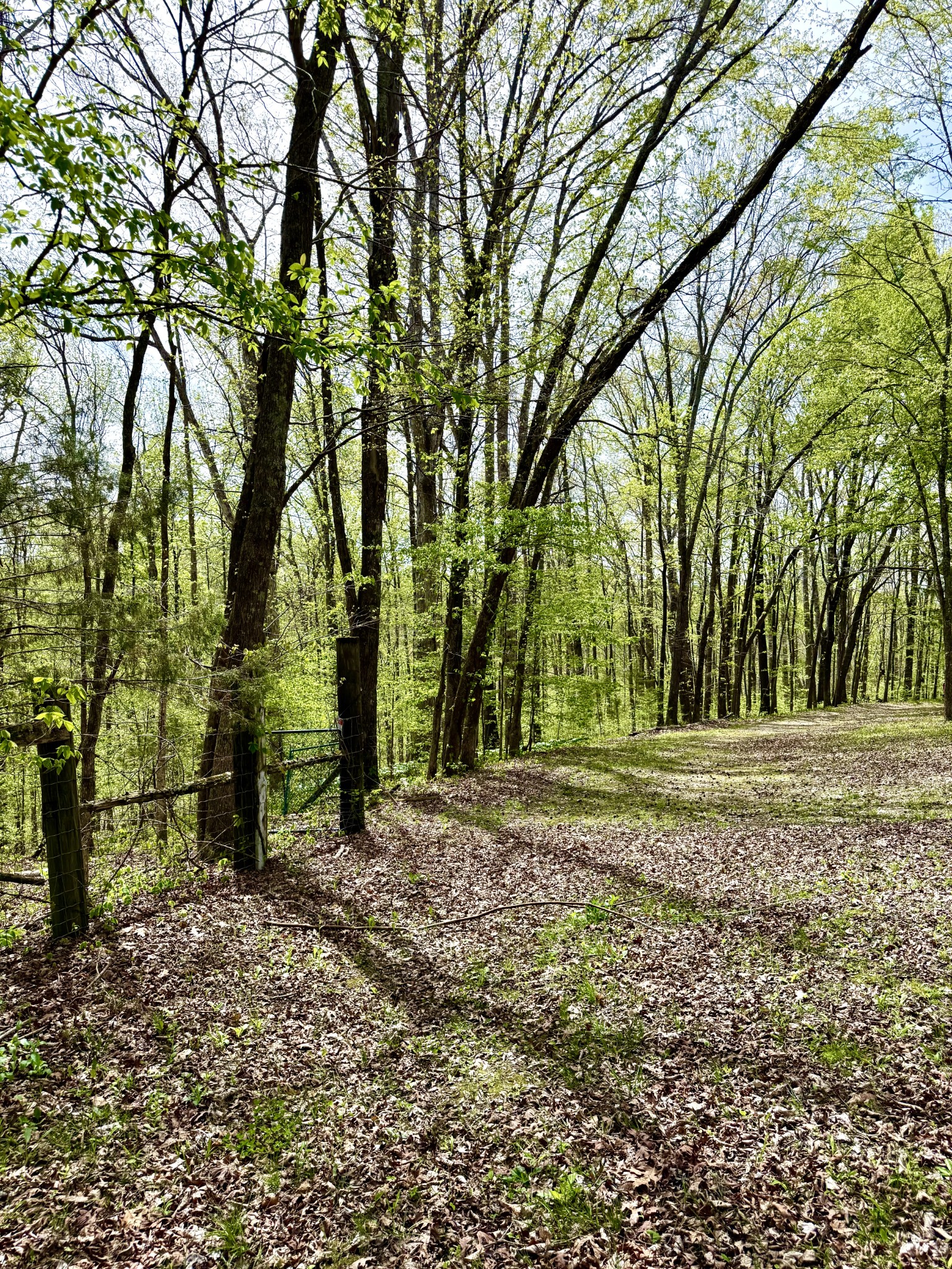 562 Junus Jackson Hollow Road Minor Hill, TN 38473 - Photo 43 of 72 a view of a park with large trees