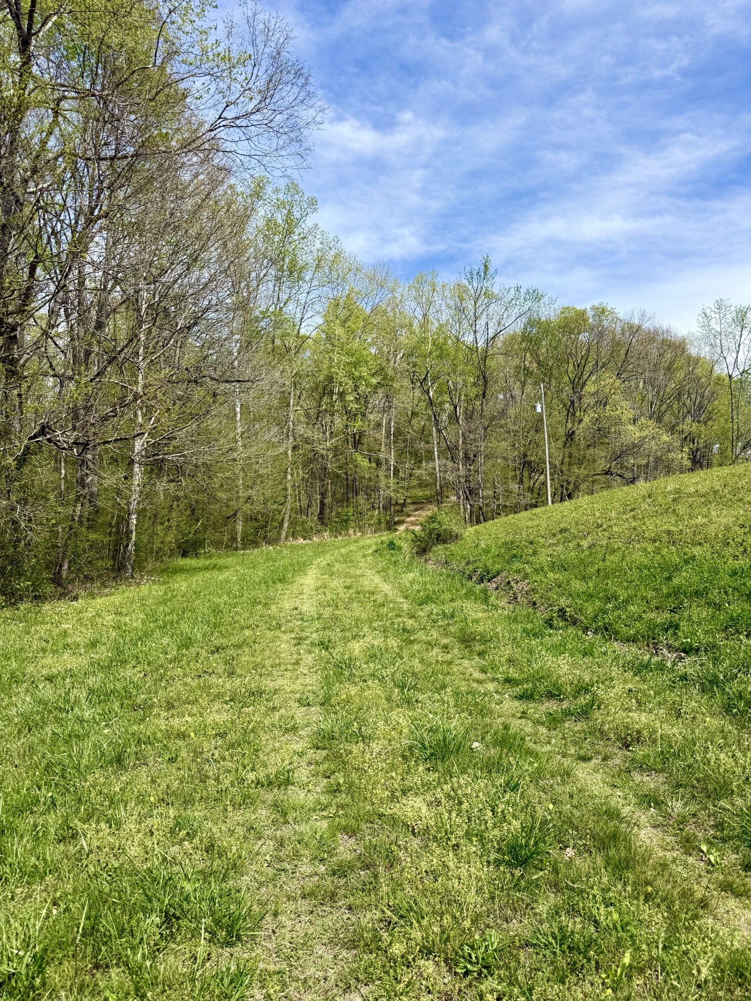 562 Junus Jackson Hollow Road Minor Hill, TN 38473 - Photo 45 of 72 a view of a yard with an trees