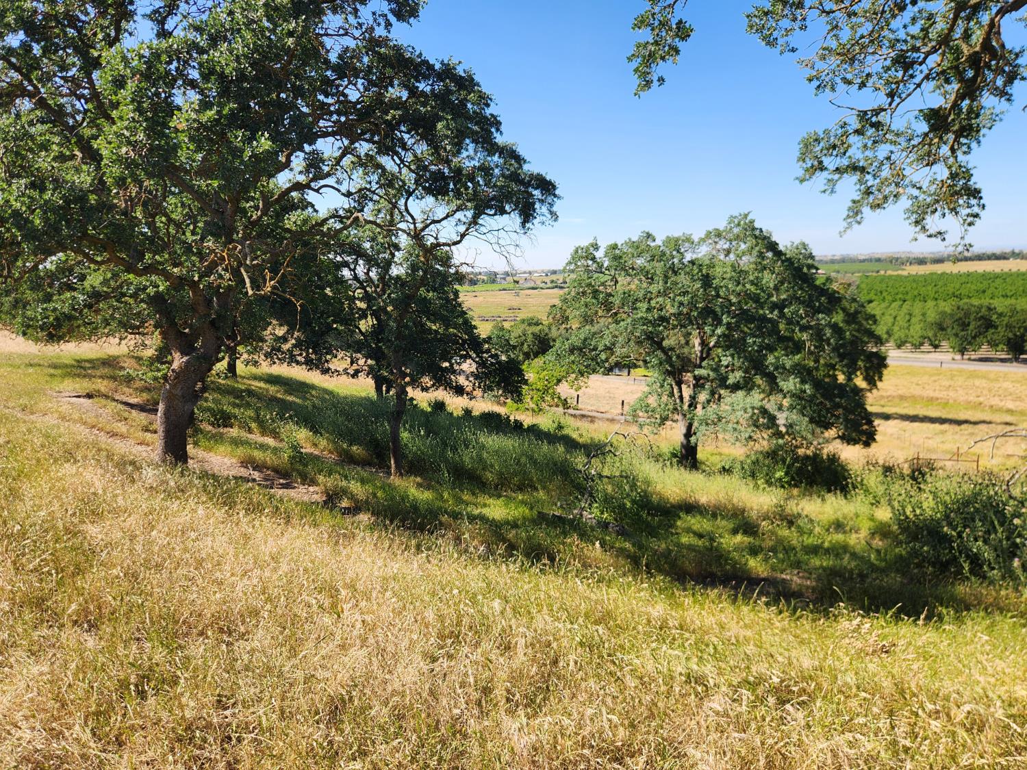22601 North Johnson Road Clements, CA 95227 - Photo 32 of 39 a view of a yard with a tree