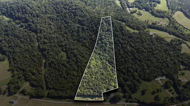 a view of a yard with plants