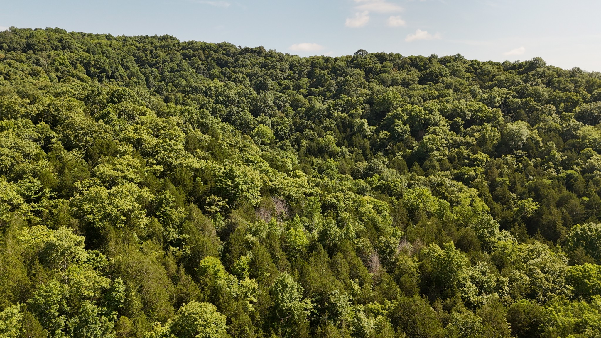 0 Green Hill Road Pleasant Shade, TN 37145 - Photo 9 of 13 a view of a bunch of trees