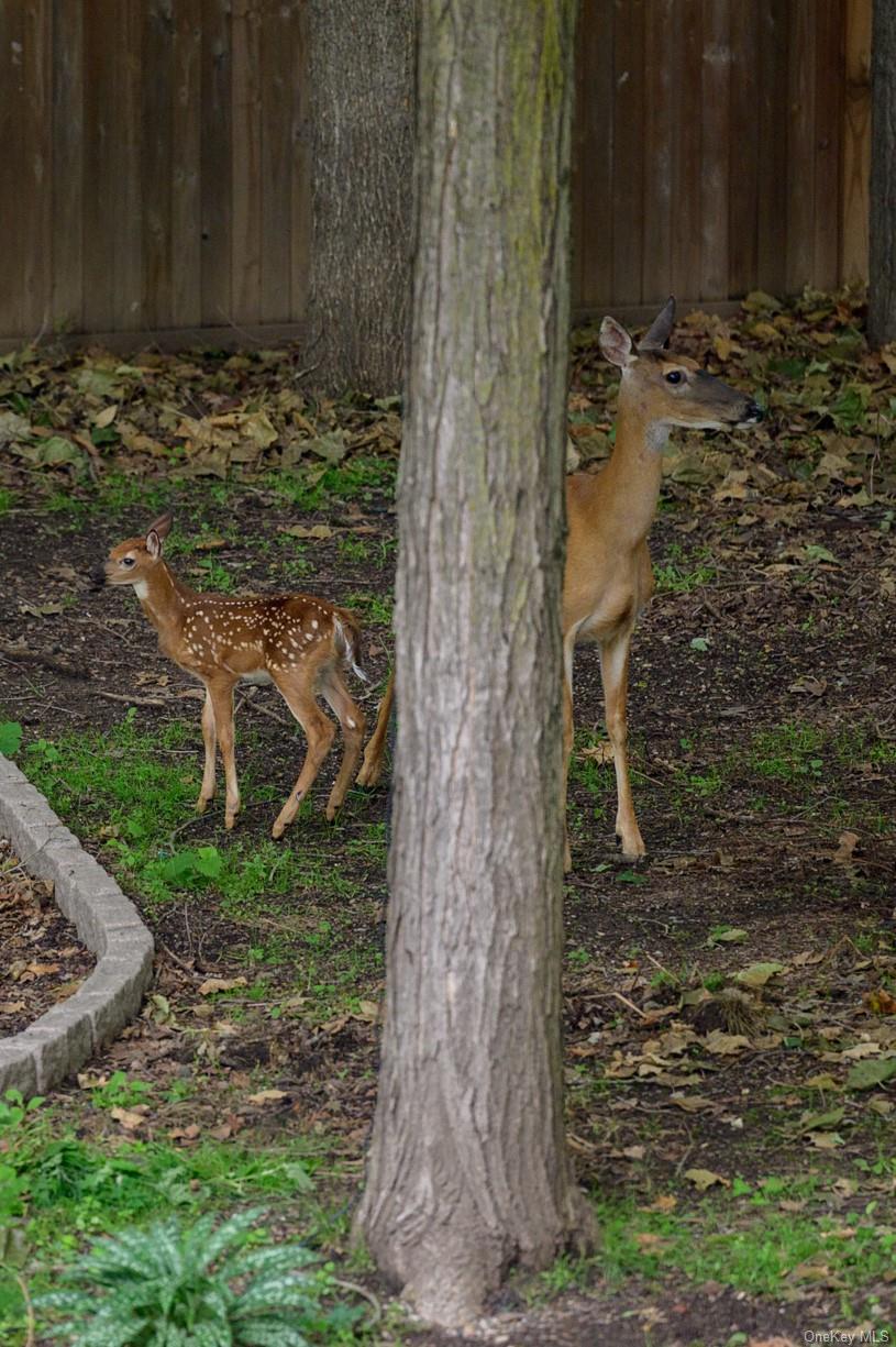 636 Quaker Road Chappaqua, NY 10514 - Photo 29 of 32 a view of a yard with trees