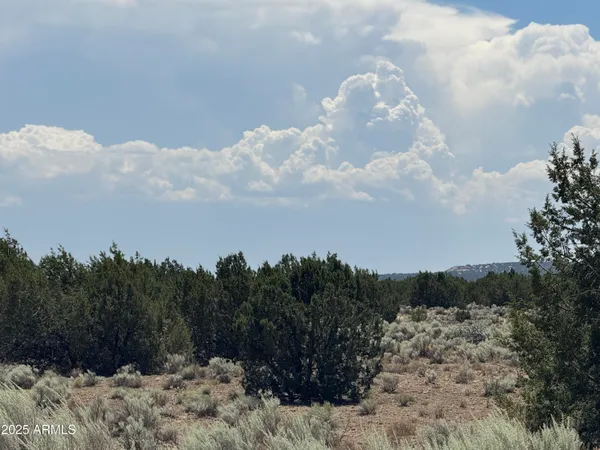 a view of a bunch of trees