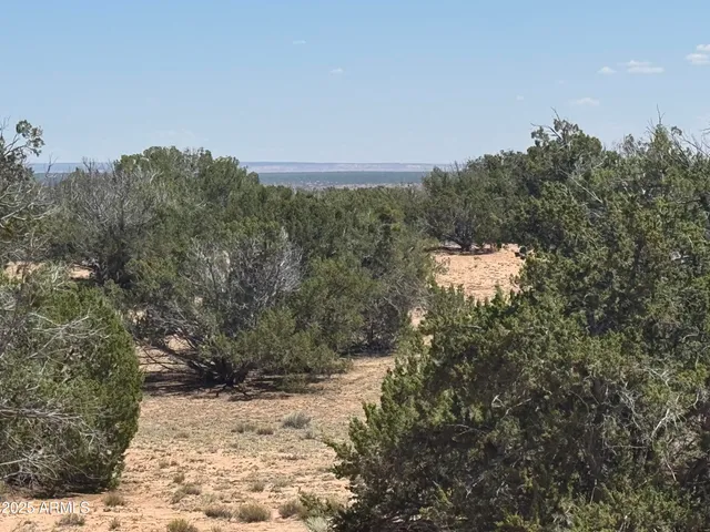 a view of a dry yard with trees