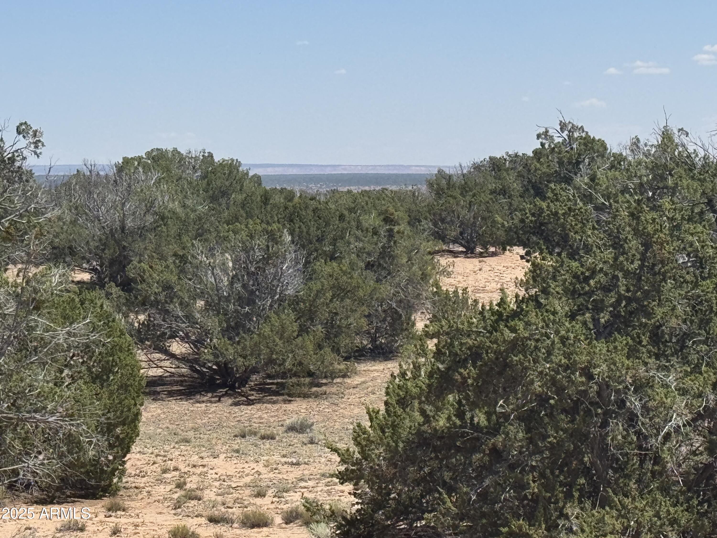 Lot 178 Red Sky Ranch, Unit 178 St. Johns, AZ 85936 - Photo 5 of 17 a view of a dry yard with trees