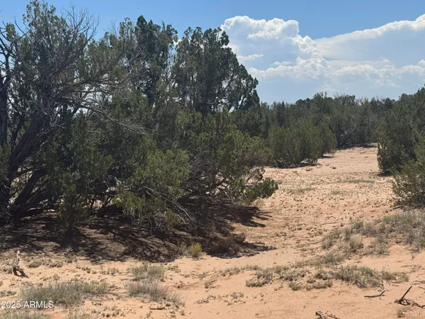 a view of a dry yard with trees