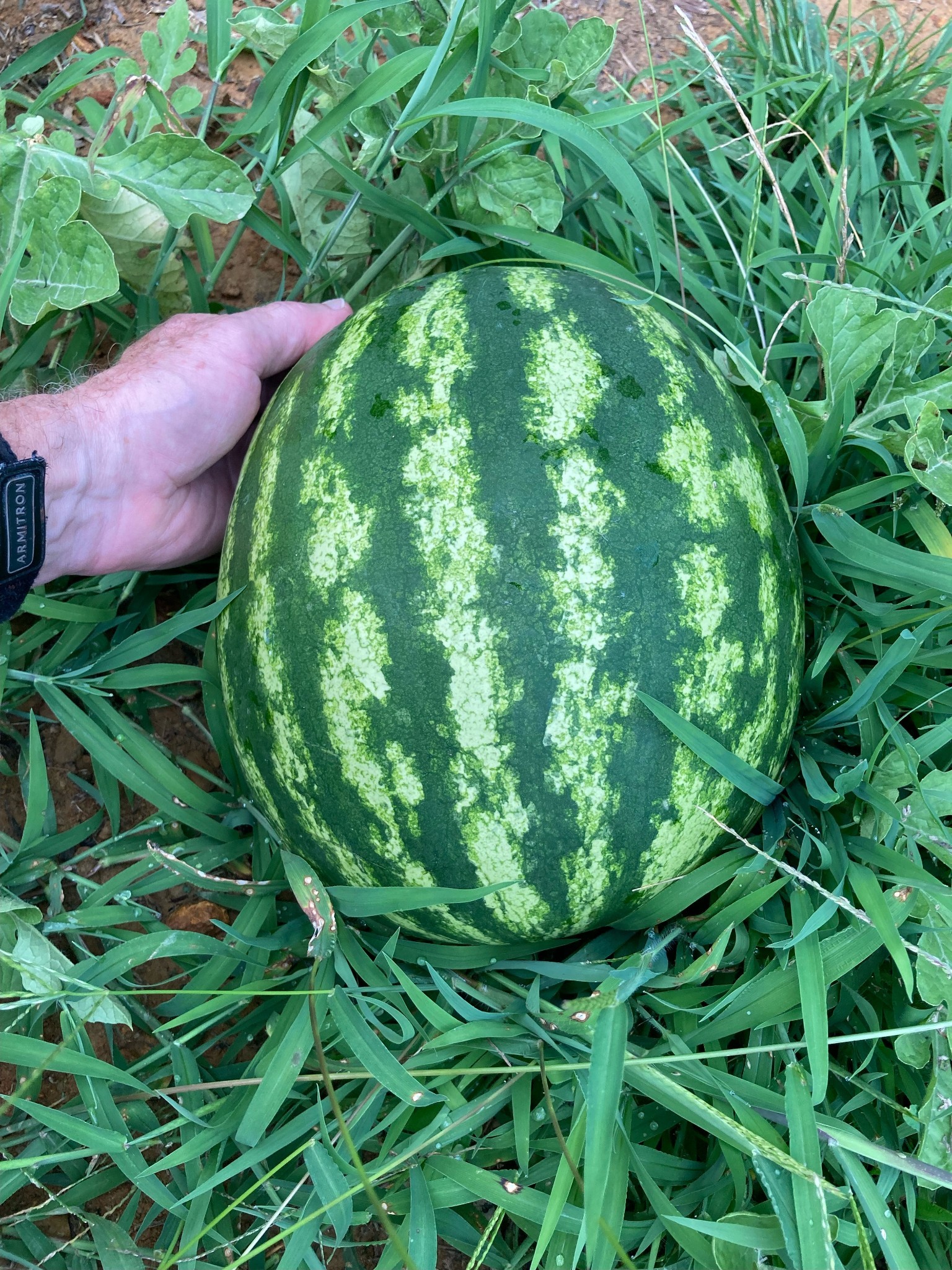 725 Fowler Ford Road Portland, TN 37148 - Photo 48 of 66 a backyard of a house