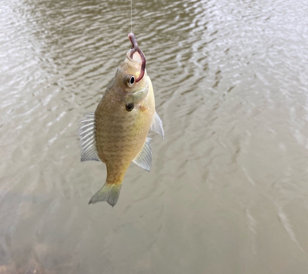 725 Fowler Ford Road Portland, TN 37148 - Photo 59 of 66