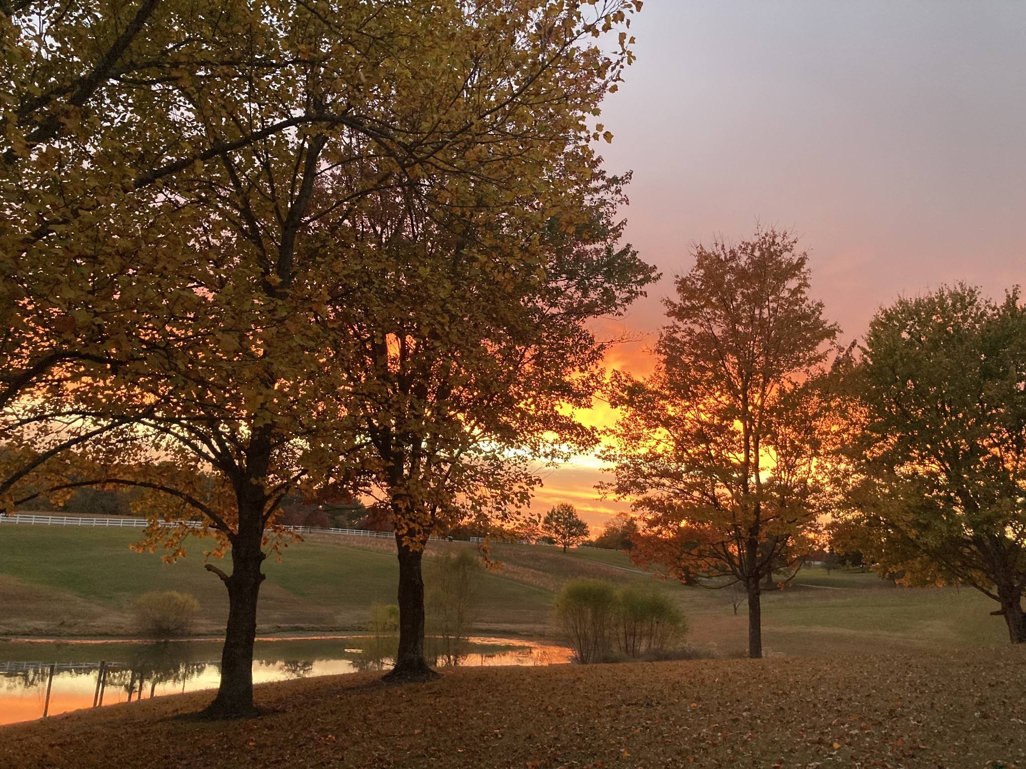 725 Fowler Ford Road Portland, TN 37148 - Photo 61 of 66 a view of tree with house in background