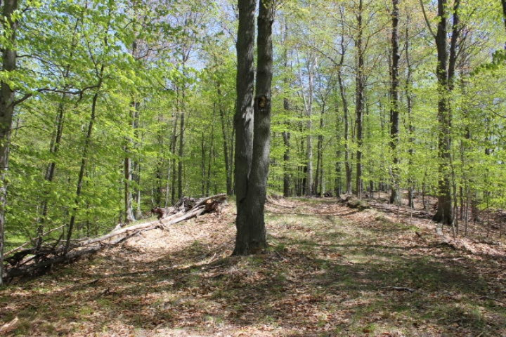 3733 Crescent Beach Road Manistee, MI 49660 - Photo 2 of 12 2015-05-13 12.40.10