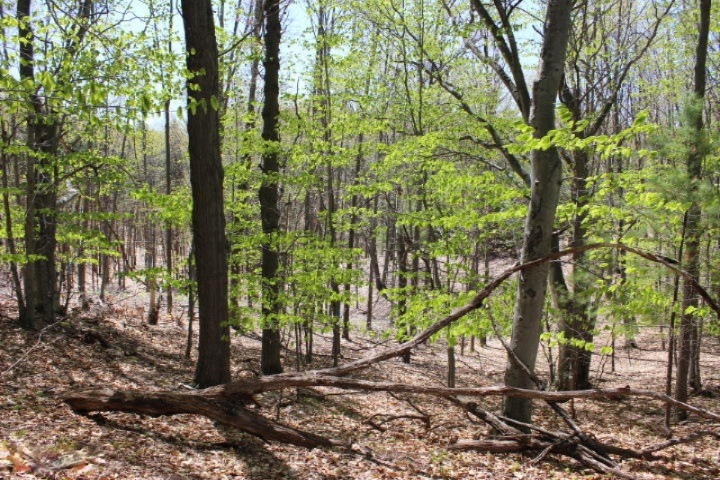 3733 Crescent Beach Road Manistee, MI 49660 - Photo 4 of 12 2015-05-13 12.40.50