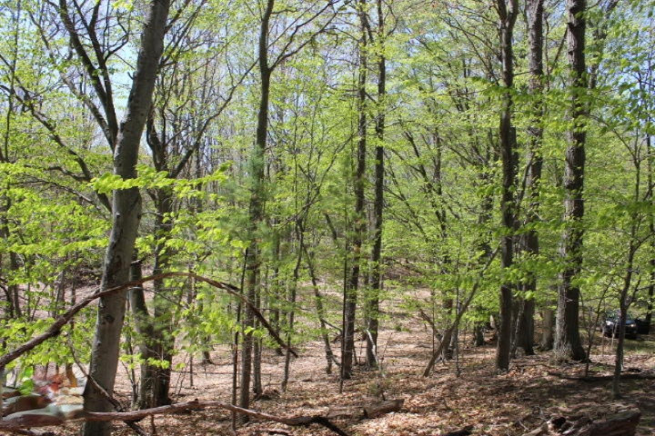 3733 Crescent Beach Road Manistee, MI 49660 - Photo 5 of 12 2015-05-13 12.40.53