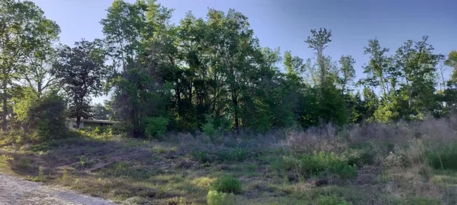 a view of a lush green forest