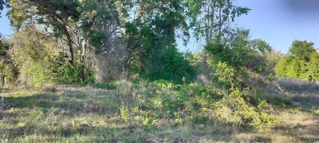 a view of a forest with a tree
