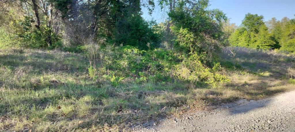 2808 Van Buren Street Inverness, FL 34453 - Photo 15 of 18 a view of a forest with a tree