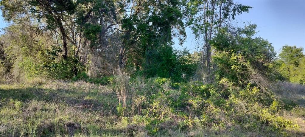 2808 Van Buren Street Inverness, FL 34453 - Photo 16 of 18 a view of a forest with lots of trees